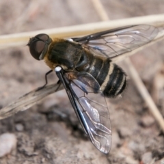 Villa sp. (genus) (Unidentified Villa bee fly) at Cooleman Ridge - 7 Mar 2018 by SWishart
