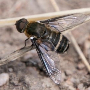 Villa sp. (genus) at Chapman, ACT - 7 Mar 2018