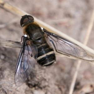 Villa sp. (genus) at Chapman, ACT - 7 Mar 2018