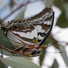 Charaxes sempronius (Tailed Emperor) at Cooleman Ridge - 7 Mar 2018 by SWishart