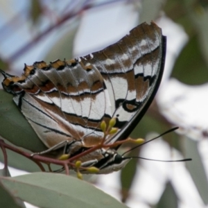 Charaxes sempronius at Chapman, ACT - 7 Mar 2018 01:57 PM