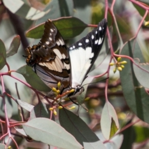 Charaxes sempronius at Chapman, ACT - 7 Mar 2018 01:57 PM