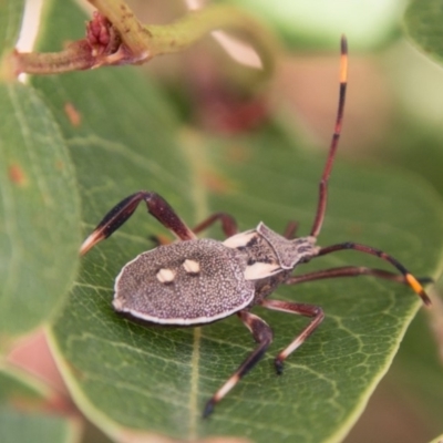 Mictis profana (Crusader Bug) at Cooleman Ridge - 7 Mar 2018 by SWishart