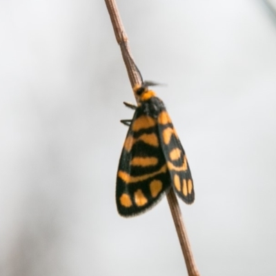 Asura lydia (Lydia Lichen Moth) at Chapman, ACT - 7 Mar 2018 by SWishart