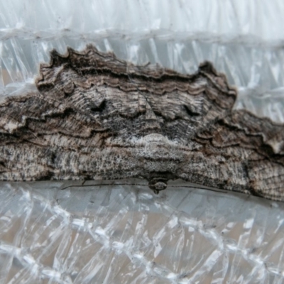Scioglyptis lyciaria (White-patch Bark Moth) at Chapman, ACT - 30 Mar 2018 by SWishart
