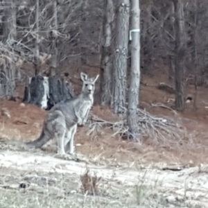 Macropus giganteus at Isaacs, ACT - 8 Apr 2018 05:36 PM