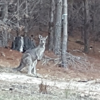 Macropus giganteus (Eastern Grey Kangaroo) at Isaacs Ridge and Nearby - 8 Apr 2018 by Mike