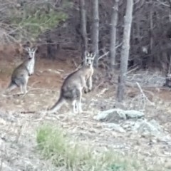 Macropus giganteus at Isaacs, ACT - 8 Apr 2018 05:36 PM