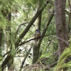 Rhipidura albiscapa (Grey Fantail) at Majura, ACT - 1 Apr 2018 by WalterEgo