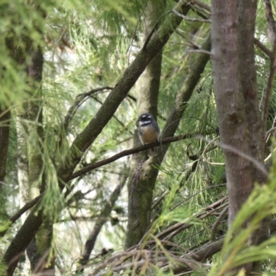 Rhipidura albiscapa (Grey Fantail) at Mount Ainslie - 1 Apr 2018 by WalterEgo