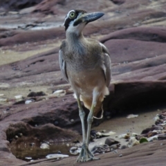 Esacus magnirostris (Beach Stone-curlew) at Merimbula, NSW - 18 Mar 2016 by JohnBundock