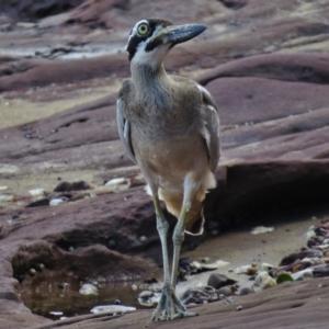 Esacus magnirostris at Merimbula, NSW - 19 Mar 2016 12:00 AM