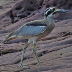 Esacus magnirostris at Merimbula, NSW - 19 Mar 2016 12:00 AM