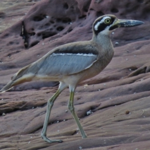 Esacus magnirostris at Merimbula, NSW - 19 Mar 2016