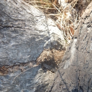 Papyrius nitidus at Deakin, ACT - 8 Apr 2018