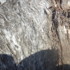 Papyrius nitidus at Deakin, ACT - 8 Apr 2018