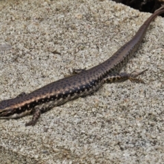 Eulamprus heatwolei (Yellow-bellied Water Skink) at Eden, NSW - 18 Mar 2016 by JohnBundock