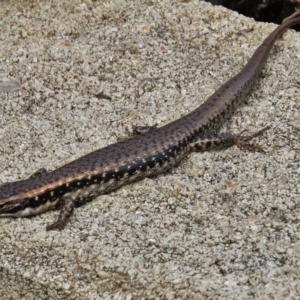 Eulamprus heatwolei at Eden, NSW - 19 Mar 2016