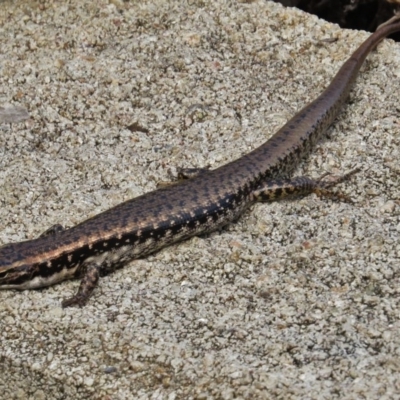 Eulamprus heatwolei (Yellow-bellied Water Skink) at Eden, NSW - 18 Mar 2016 by JohnBundock