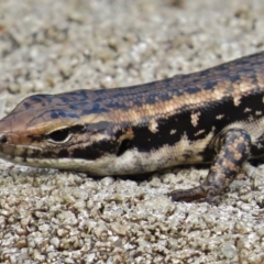 Eulamprus heatwolei at Eden, NSW - 19 Mar 2016