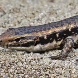 Eulamprus heatwolei at Eden, NSW - 19 Mar 2016