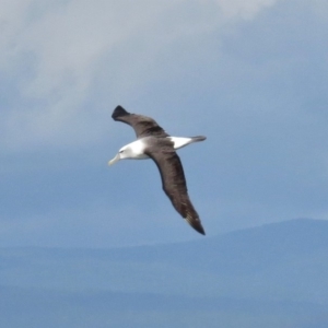 Thalassarche cauta at Eden, NSW - 5 Jul 2014