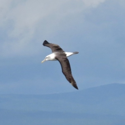 Thalassarche cauta (Shy Albatross) at Eden, NSW - 5 Jul 2014 by JohnBundock