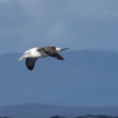 Thalassarche cauta at Eden, NSW - 5 Jul 2014