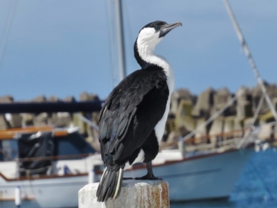 Phalacrocorax fuscescens (Black-faced Cormorant) at Eden, NSW - 19 Mar 2016 by JohnBundock