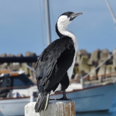 Phalacrocorax fuscescens (Black-faced Cormorant) at Eden, NSW - 20 Mar 2016 by JohnBundock