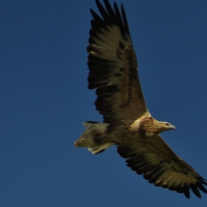 Haliaeetus leucogaster at Merimbula, NSW - 19 Mar 2016 12:00 AM