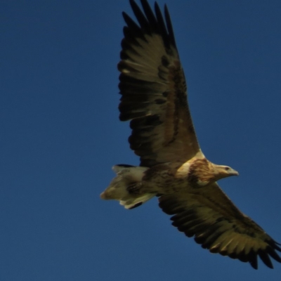 Haliaeetus leucogaster (White-bellied Sea-Eagle) at Merimbula, NSW - 19 Mar 2016 by JohnBundock