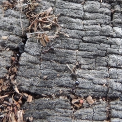 Papyrius nitidus (Shining Coconut Ant) at Tharwa, ACT - 25 Mar 2018 by michaelb