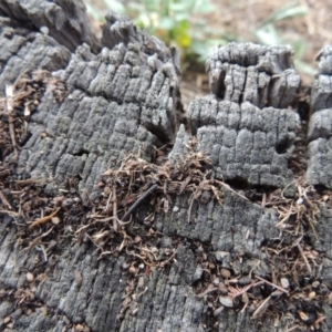 Papyrius nitidus at Tharwa, ACT - suppressed