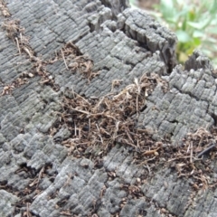 Papyrius nitidus at Tharwa, ACT - suppressed