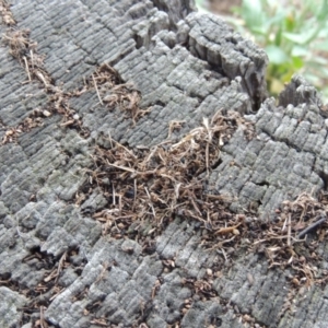 Papyrius nitidus at Tharwa, ACT - 25 Mar 2018