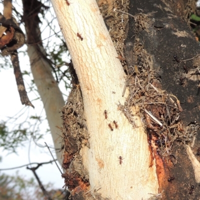 Papyrius nitidus (Shining Coconut Ant) at Point Hut to Tharwa - 25 Mar 2018 by michaelb