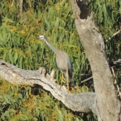 Egretta novaehollandiae (White-faced Heron) at Tennent, ACT - 14 Mar 2018 by michaelb