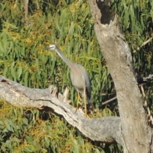 Egretta novaehollandiae at Tennent, ACT - 14 Mar 2018