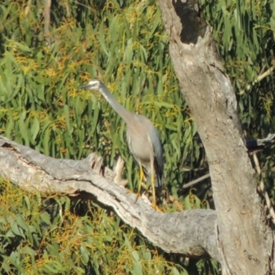 Egretta novaehollandiae (White-faced Heron) at Tennent, ACT - 14 Mar 2018 by michaelb