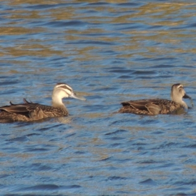 Anas superciliosa (Pacific Black Duck) at Gigerline Nature Reserve - 14 Mar 2018 by michaelb