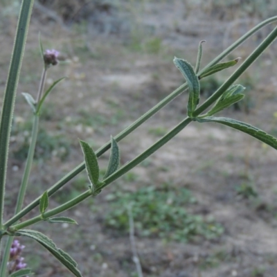 Verbena incompta (Purpletop) at Gigerline Nature Reserve - 14 Mar 2018 by michaelb