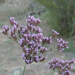 Verbena incompta at Tennent, ACT - 14 Mar 2018