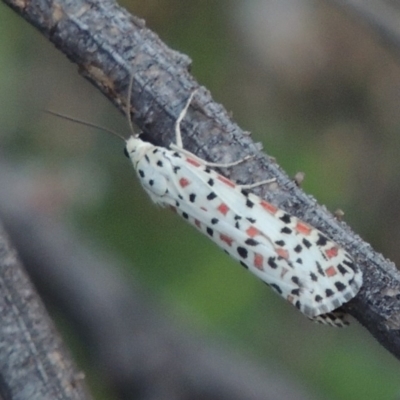 Utetheisa pulchelloides (Heliotrope Moth) at Tennent, ACT - 14 Mar 2018 by MichaelBedingfield