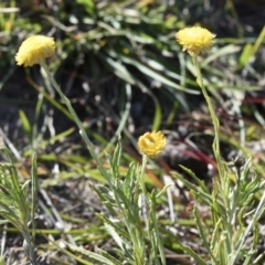 Coronidium gunnianum (Gunn's Everlasting) at Yass River, NSW - 9 Apr 2018 by SueMcIntyre