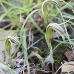 Diplodium truncatum (Little Dumpies, Brittle Greenhood) at Yass River, NSW - 7 Apr 2018 by SueMcIntyre