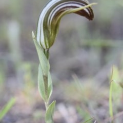 Diplodium truncatum at Yass River, NSW - suppressed