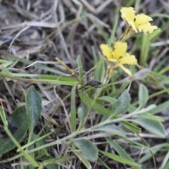 Goodenia hederacea (Ivy Goodenia) at Yass River, NSW - 7 Apr 2018 by SueMcIntyre