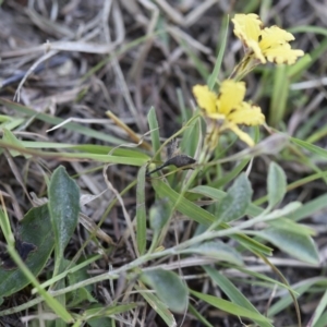 Goodenia hederacea at Yass River, NSW - 7 Apr 2018 04:47 PM