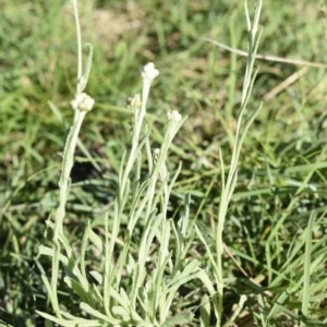 Pseudognaphalium luteoalbum at Yass River, NSW - 7 Apr 2018 04:49 PM